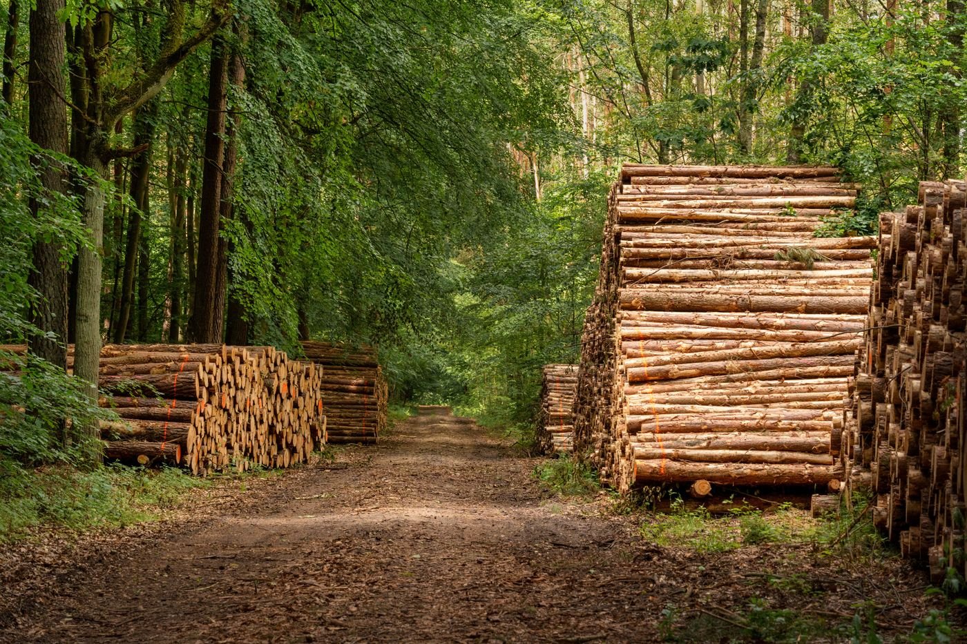 Comment un groupement forestier gère ses parcelles, saison après saison