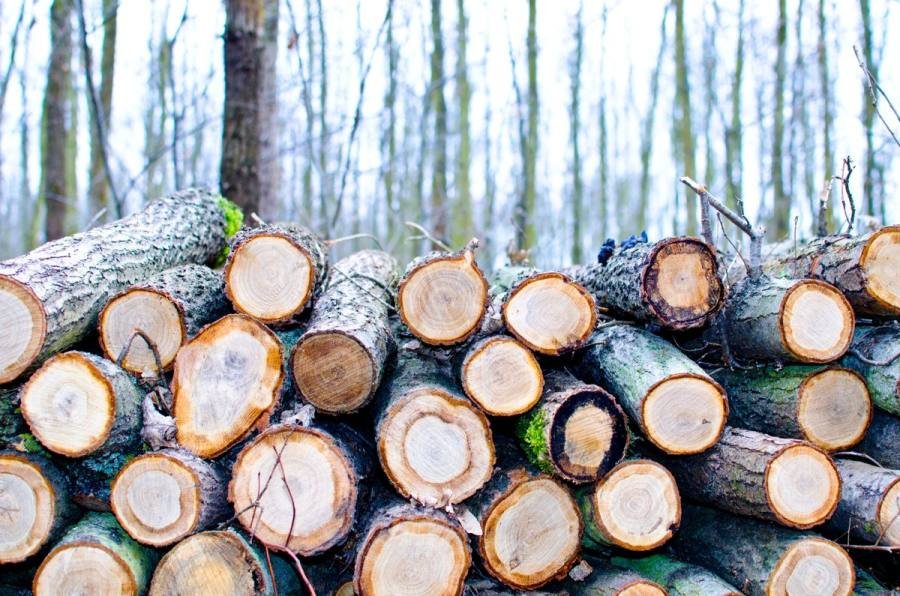 Reconnaître un bois de chauffage vraiment sec, avant de l'acheter