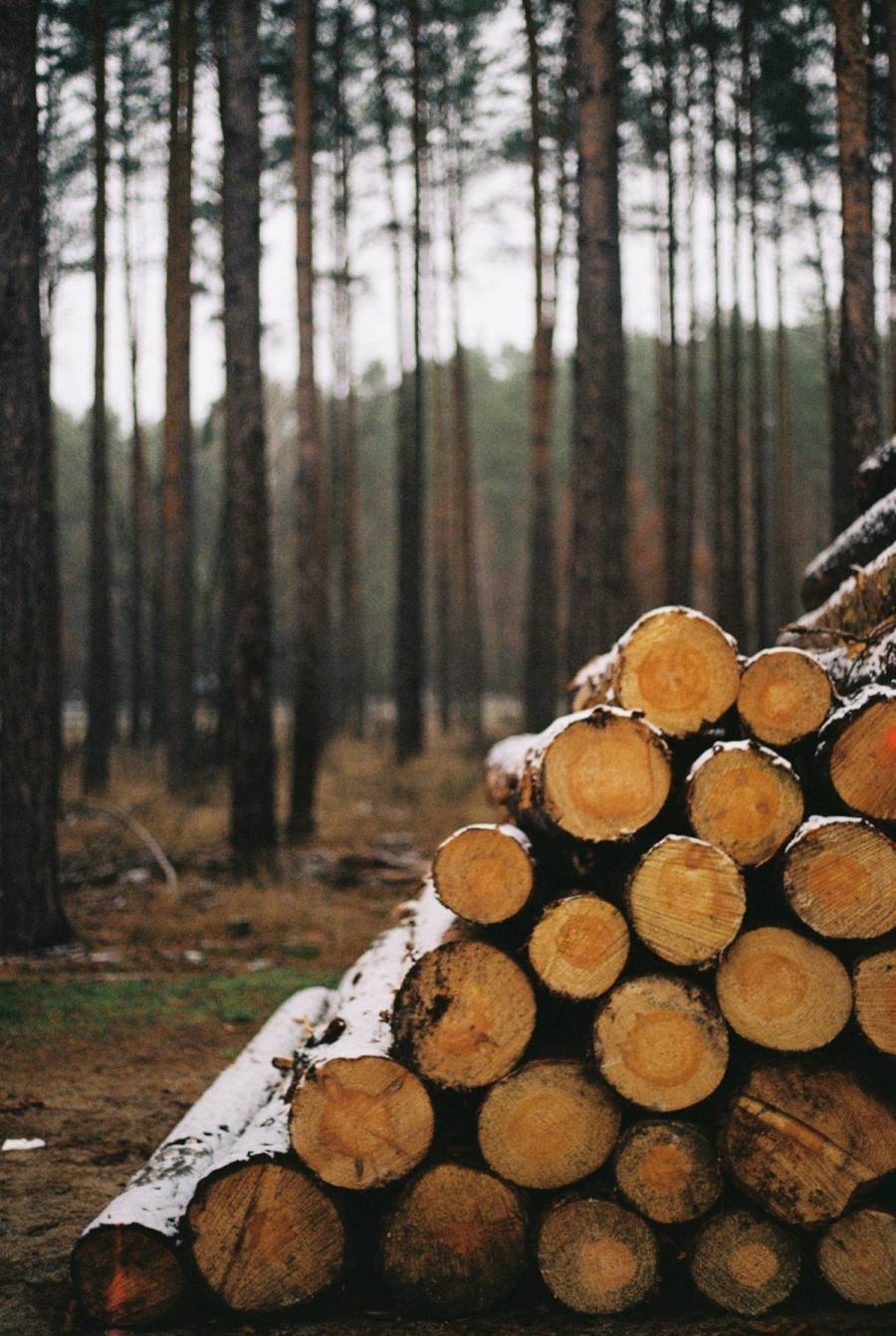 Comment un groupement forestier gère ses parcelles, saison après saison