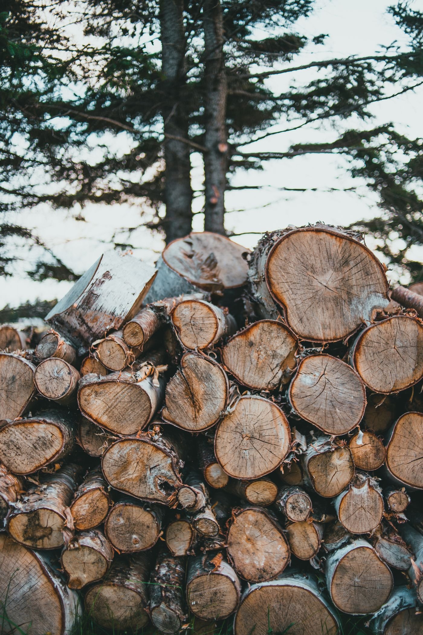 Lot de grumes de bois rond